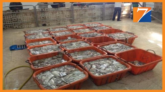 وزارة الصيد البحري تقرر مراجعة الحصة الإجمالية للأخطبوط جنوب سيدي الغازي وتعلن عن رفع “الكوطة”.