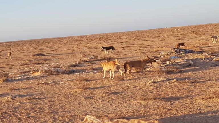 حتى لايعاد سيناريو فاجعة الكلاب الضالة.. بحارة و كسابة بمنطقة أنتيرفت يطالبون بالتدخل العاجل