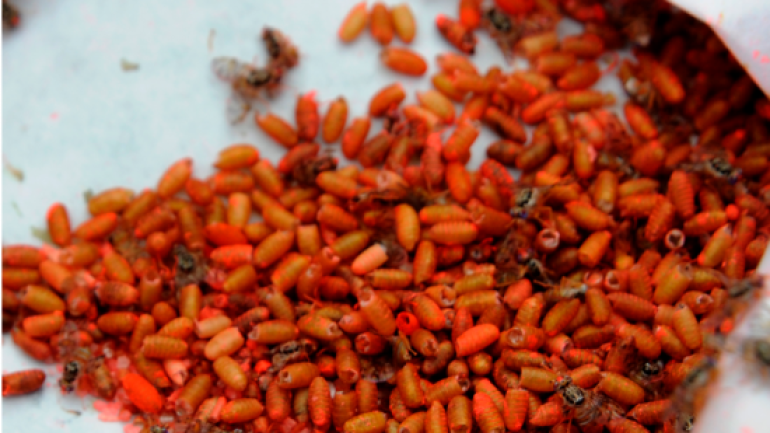 عوض جلب الاستثمارات.. حكومة العثماني تعقد صفقة لجلب 440 مليون حشرة للمغاربة