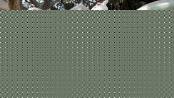 بهدف محاربة الاختلالات والتلاعبات التي تشوب هذه العملية.. الوزارة تشرع في مراجعة حصص توزيع الدقيق الوطني للقمح اللين