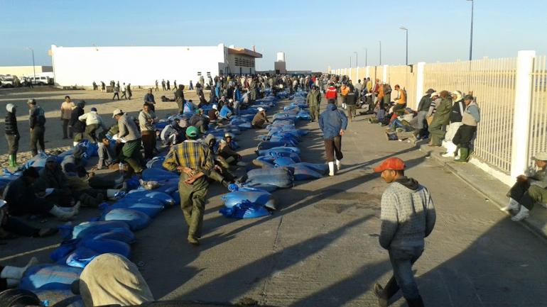 موسم الأخطبوط الصيفي..الكشف عن الحصة الاجمالية المسموح بصيدها من الأخطبوط