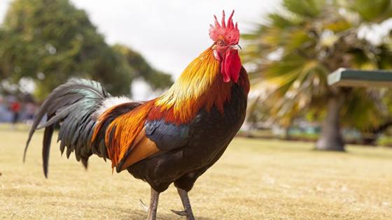 اعتقال ديك كاد يتسبب في أزمة ديبلوماسية بين الجزائر وإيطاليا