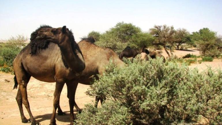 بيان..التعاونية المهنية للمراعي تدق ناقوس الخطر حول وضعية الكساب بجهة الداخلة وادي الذهب