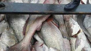 بعد منعه لمدة.. إدارة الصيد تفكر بجدية في تمكين مراكب السردين من صيد الكوربين