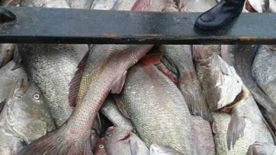 بعد منعه لمدة.. إدارة الصيد تفكر بجدية في تمكين مراكب السردين من صيد الكوربين