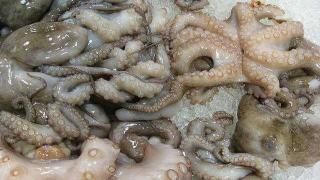 هذا تاريخ موسم صيد الاخطبوط برسم الموسم الشتوي 2020