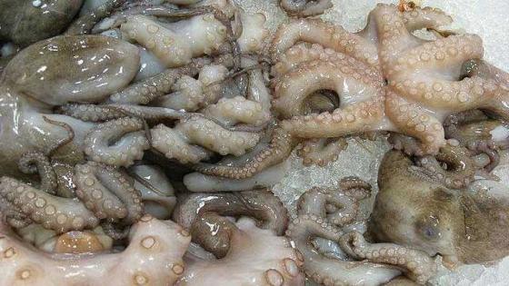 هذا تاريخ موسم صيد الاخطبوط برسم الموسم الشتوي 2020