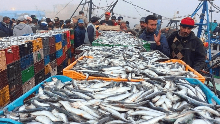 سابقة.. زيادة 28 سنتيم في الثمن المرجعي للسمك الصناعي