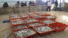 اختتام موسم صيد الأخطبوط: تفريغ أزيد من 11 ألفا و160 طن بالداخلة