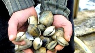 تلوث جرثومي في الصدفيات بمنطقة بطلحة.. والوزارة تقرر وقف جمعها وتسويقها