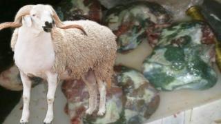 احتمال رجوع ظاهرة اخضرار لحوم الاضحى لسنة 2022.. الجامعة المغربية لحقوق المستهلك تخرج ببلاغ