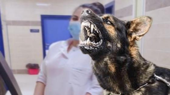 ممرضة بالمركز الإستشفائي وادي الذهب تتعرض لهجوم من كلب ضال