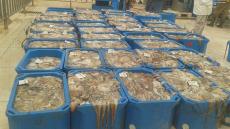 المجلس الأعلى للحسابات يوصي بدعم البحث في المجال البحري وحماية المخزون السمكي