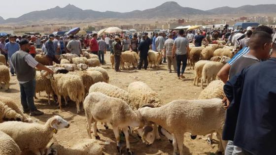 سطات.. إقبال محتشم على اقتناء الأضاحي في انتظار تراجع الأثمان