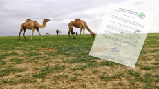 التعاونيات المهنية للمراعي بجهة الداخلة وادي الذهب تصدر بيان للرأي العام