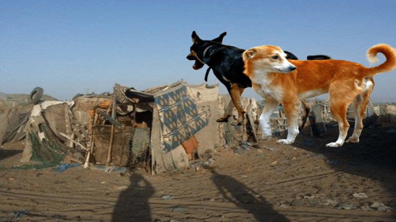 “الكلاب الضالة” تنهي حياة متشرد بقرية الصيد لاساركا