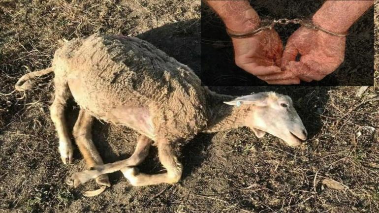 دهس قطيع أغنام يقود فرنسيّا إلى الاعتقال بابن سليمان