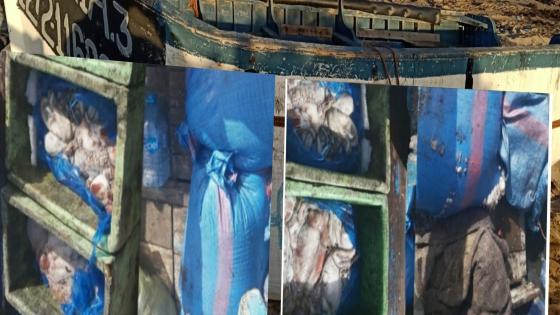 بالداخلة..شدو قارب اليوم مهرب حوالي 350كلغ ديال أزايز فسواحل قرية الصيد لاساركا