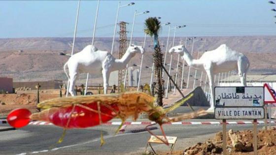 ياربي السلامة…ظهور حالة من الإصابة بـ” الملاريا” بطانطان