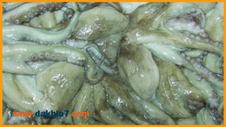 هذا هو موعد إنطلاق الموسم الشتوي لصيد الأخطبوط