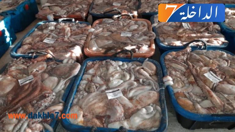 حـصري.. هذه هي كمية الأخطبوط المسموح بصيدها بالنسبة لقوارب الصيد التقليدي خلال فترة الموسم الشتوي 2021