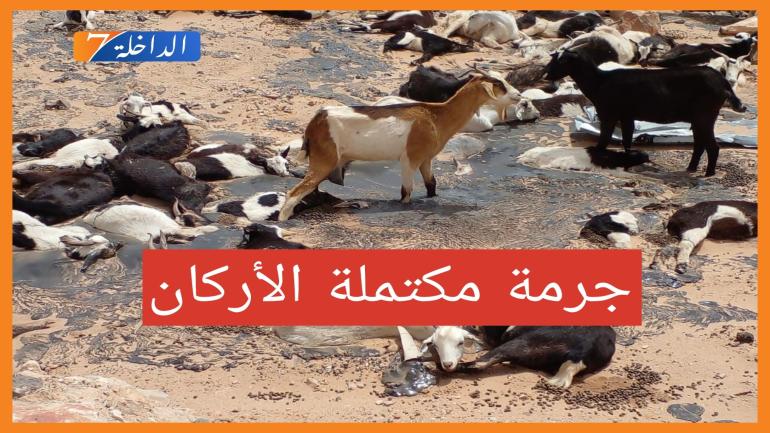 جريمة مكتملة الأركان.. الجاني شركة والضحية قطيع من الغنم