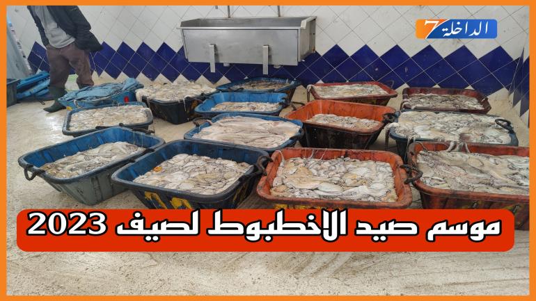 الكاتبة العامة لقطاع الصيد البحري تستدعي التمثيليات المهنية لإجتماع عاجل لتقرير مصير موسم صيد الاخطبوط الصيفي 2023