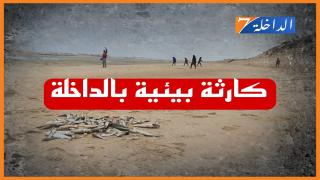 نفوق اعداد كبيرة من الاسماك بخليج الداخلة.. وجمعيات تدق ناقوس الخطر