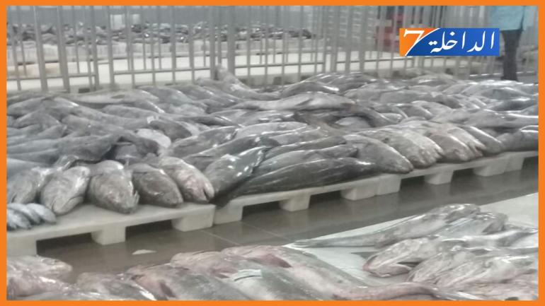 انتعاشة في كميات منتجات الصيد الساحلي والتقليدي المفرغة بميناء الداخلة