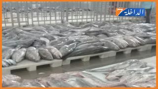 وزارة الصيد البحري توقف نشاط صيد الأخطبوط وترخص لقوارب الصيد التقليدية صيد الأسماك الأخرى