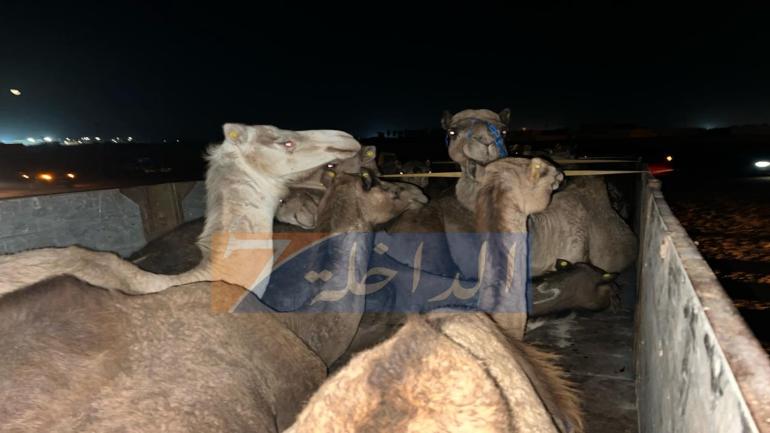 سرقة الإبل تستنفر كسابة الداخلة والدرك الملكي