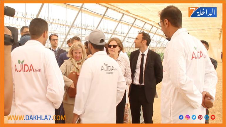 المديرية الجهوية للفلاحة بالداخلة تطلق عرضا لمواكبة الشباب