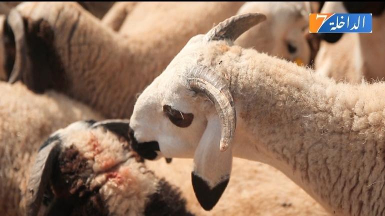 رغم الاستيراد.. توقعات بارتفاع صاروخي لأسعار أضاحي العيد