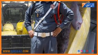 الدرك الملكي  ومندوبية الصيد بالداخلة يحبطان عمليتين لتهريب “الميعة” وسمك “الصول”