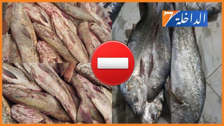 منع صيد سمك “الكوربين” ببوجدور