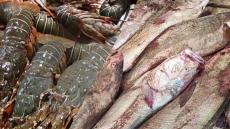 مندوبية الداخلة تقرر منع صيد الكوربين لمدة شهر وتحظر ولوج مصيدة جراد البحر الأخضر لمدة ثلاثة أشهر