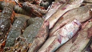 مندوبية الداخلة تقرر منع صيد الكوربين لمدة شهر وتحظر ولوج مصيدة جراد البحر الأخضر لمدة ثلاثة أشهر