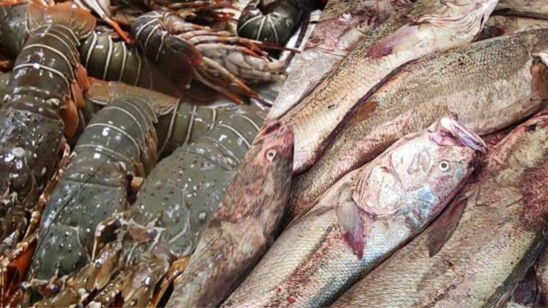 مندوبية الداخلة تقرر منع صيد الكوربين لمدة شهر وتحظر ولوج مصيدة جراد البحر الأخضر لمدة ثلاثة أشهر