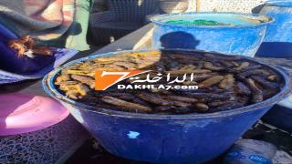 كميات مهمة من خيار البحر في طور المعالجة
