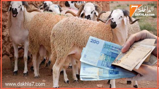 دون أثر.. صرف 473 مليون درهم على استيراد أغنام عيد الأضحى