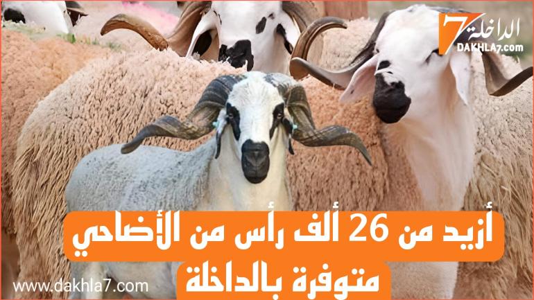 عرض وفير ومتنوع من الأغنام والماعز بالداخلة