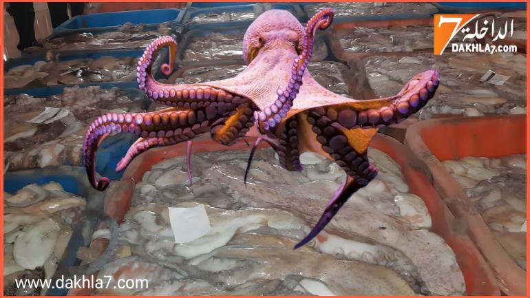 وزارة الصيد البحري تحدد الحصة الإجمالية من الأخطبوط المسموح بصيدها خلال الموسم الصيفي 2024