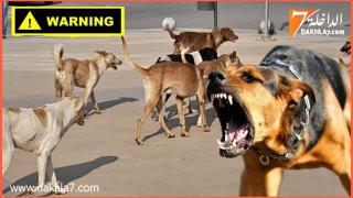 ظاهرة الكلاب الضالة تتفاقم بالداخلة.. عض مواطنة اليوم ومطالب بتحييد خطر هجوم الكلاب
