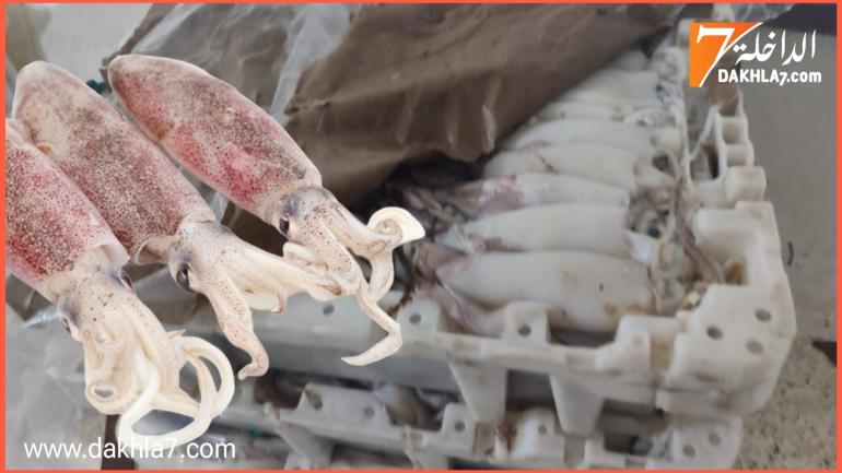 محاولته تهريب أزيد من 900 كيلوغرام من الكلمار توقع مركب صيد ساحلي في يد المراقبة المينائية بالداخلة