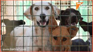 المجلس الإقليمي لوادي الذهب يتبنى عمليات اقتناء ونقل وتخزين وتوزيع مواد اللقاح والمصل ضد داء السعار