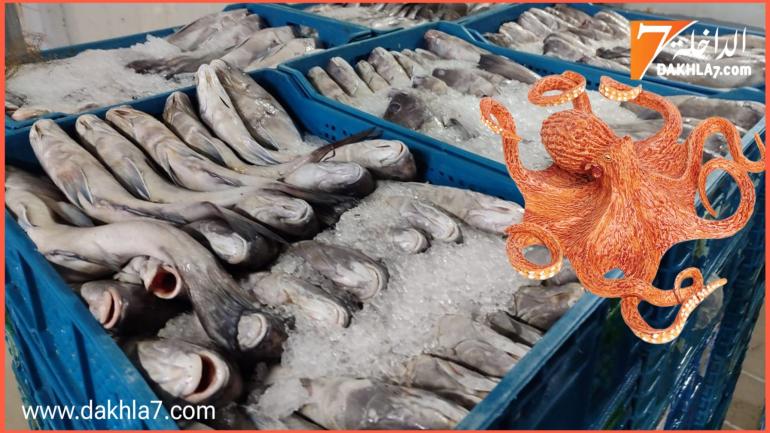 روسيا تقبل بقوة على الأخطبوط وتخفض واردتها من أسماك المغرب