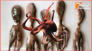 وزارة الصيد البحري توقف نشاط الصيد بالجر في هذا التاريخ