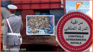 معبئة داخل شاحنة لنقل الخضر.. إفشال عملية تهريب أكثر من 700كلغ من “اللميعة”