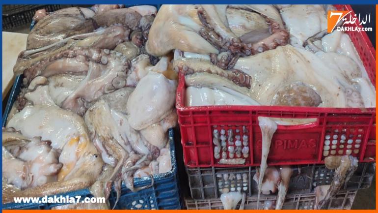 حجز قرابة نصف طن من الأخطبوط داخل مستودع سري بالداخلة