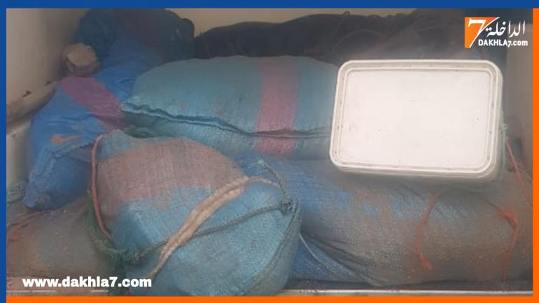 توقيف شخص وحجز قرابة 500كلغ من الأخطبوط بقرية الصيد لاسارݣا